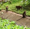 macaque-monkeys