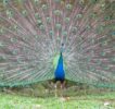 peacock-at-eden